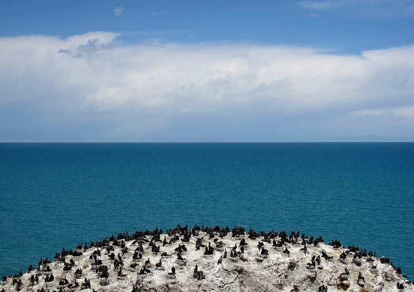 Qinghai, Ptačí ostrov